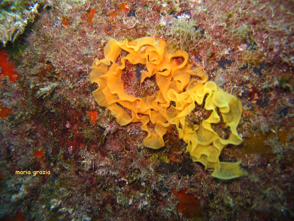 Riproduzione Discodoris atromaculata